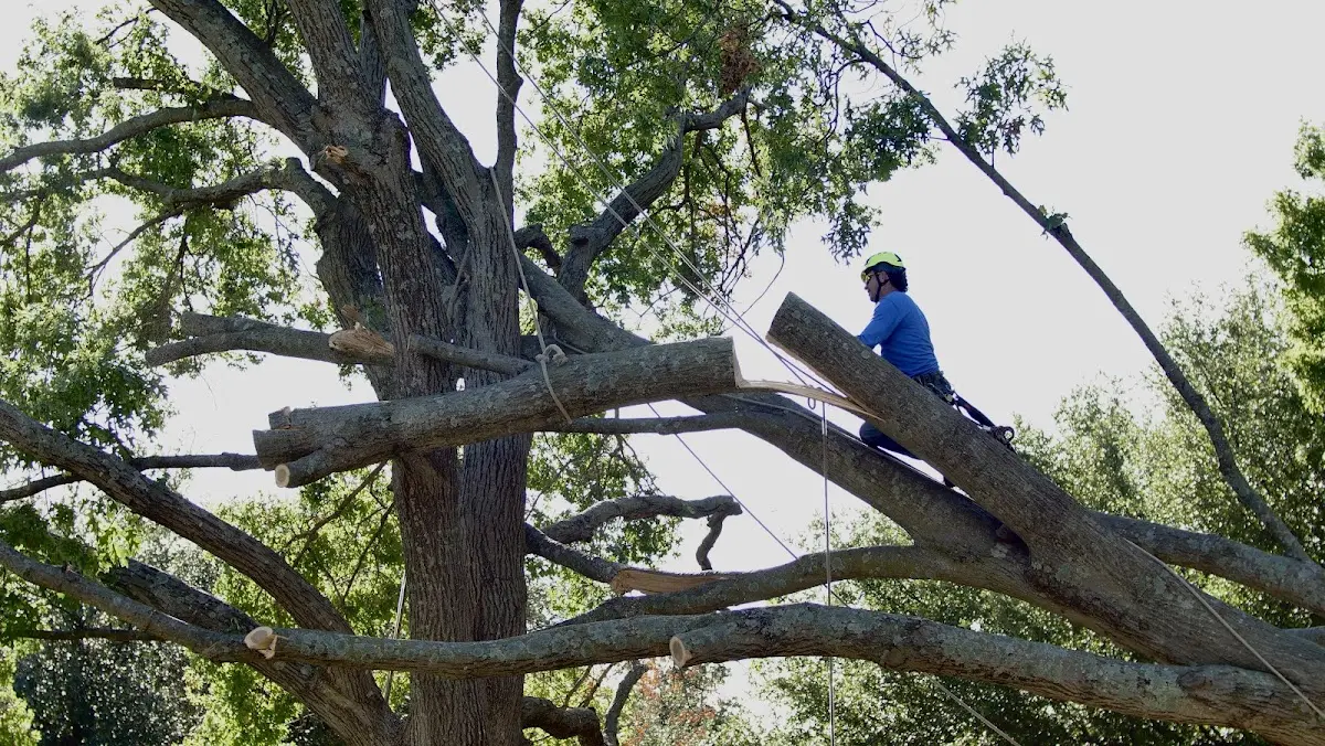 Professional Hazardous Tree Removal performed by certified arborists in Shelby Gap