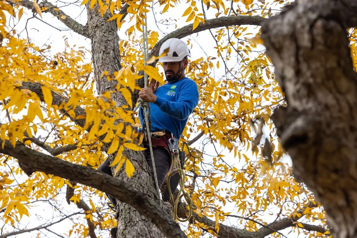 Skilled Tree Transplanting crew working in Shelby Gap